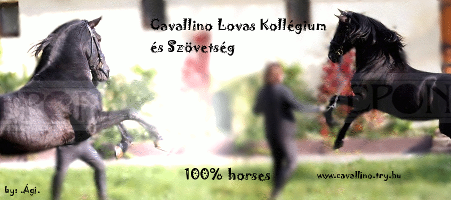 Cavallino Lovas Kollgium s Szvetsg